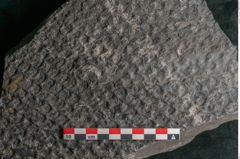 Foto (Detailansicht) von Lepidodendron sp.  (NHMW-GEO-2024-0188-11031)